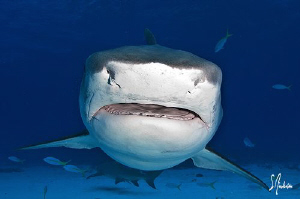 Tiger Shark headon at Ginormous Reef - We had 3 of them i... by Steven Anderson 